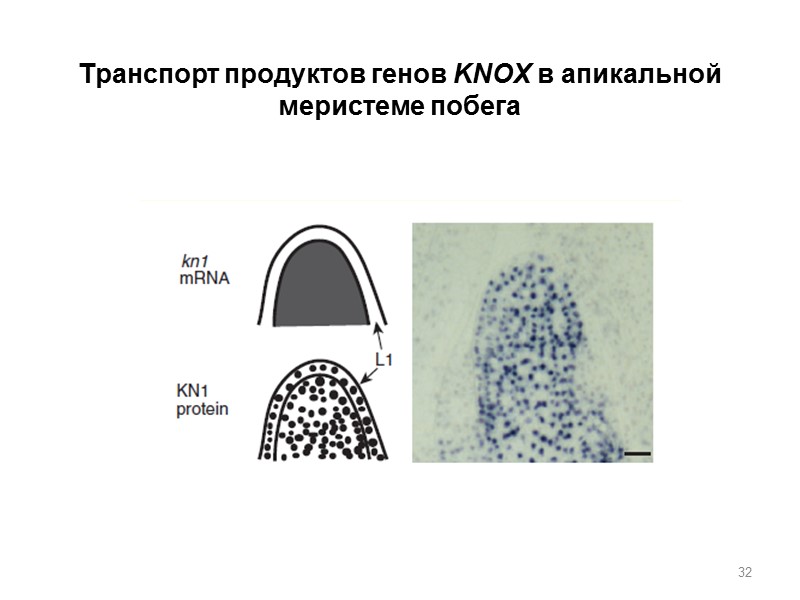 32 Транспорт продуктов генов KNOX в апикальной меристеме побега